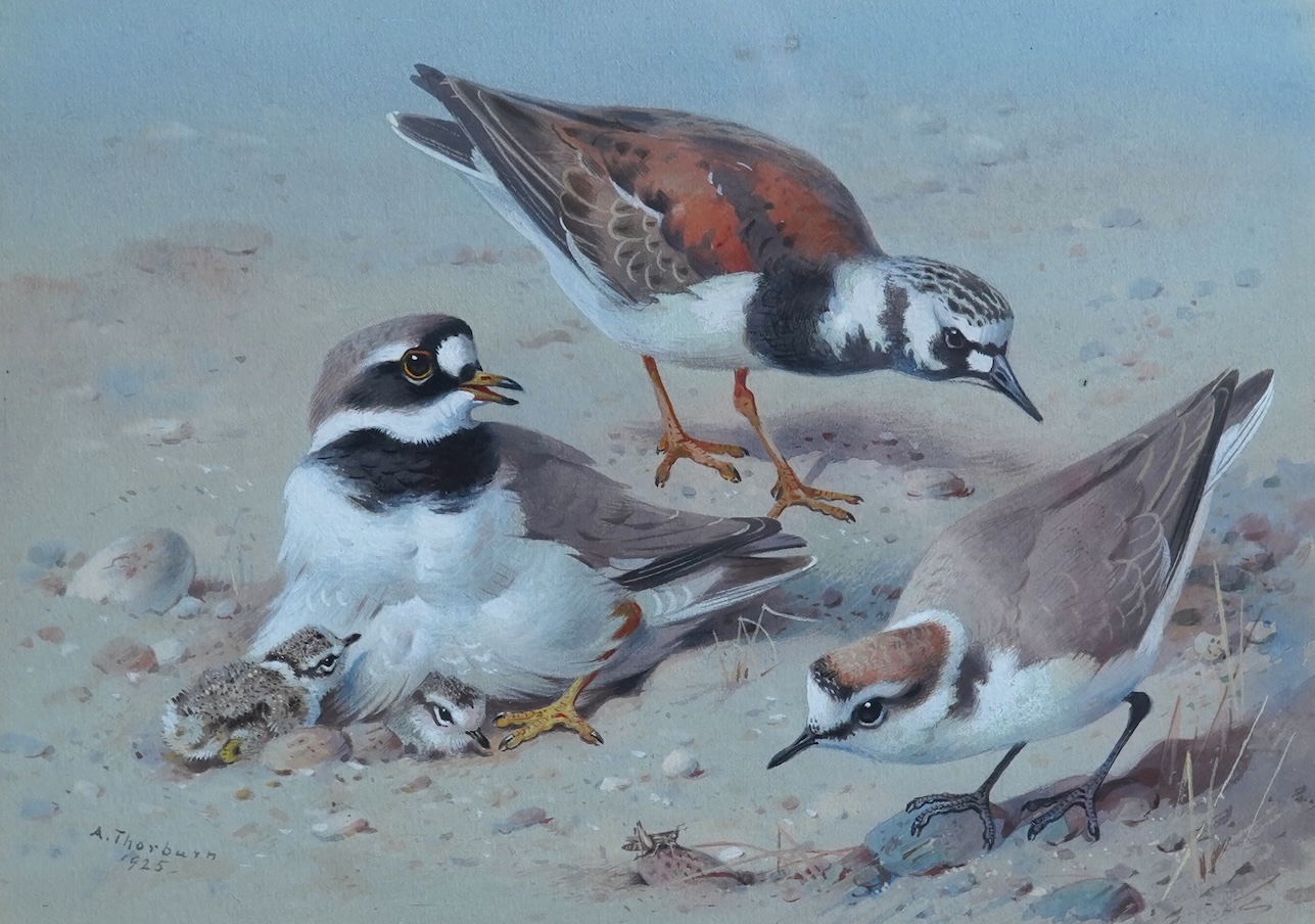 Archibald Thorburn, 1860-1935, 'Study of Ringed Plover and chicks, Turnstone and Kentish Plover'